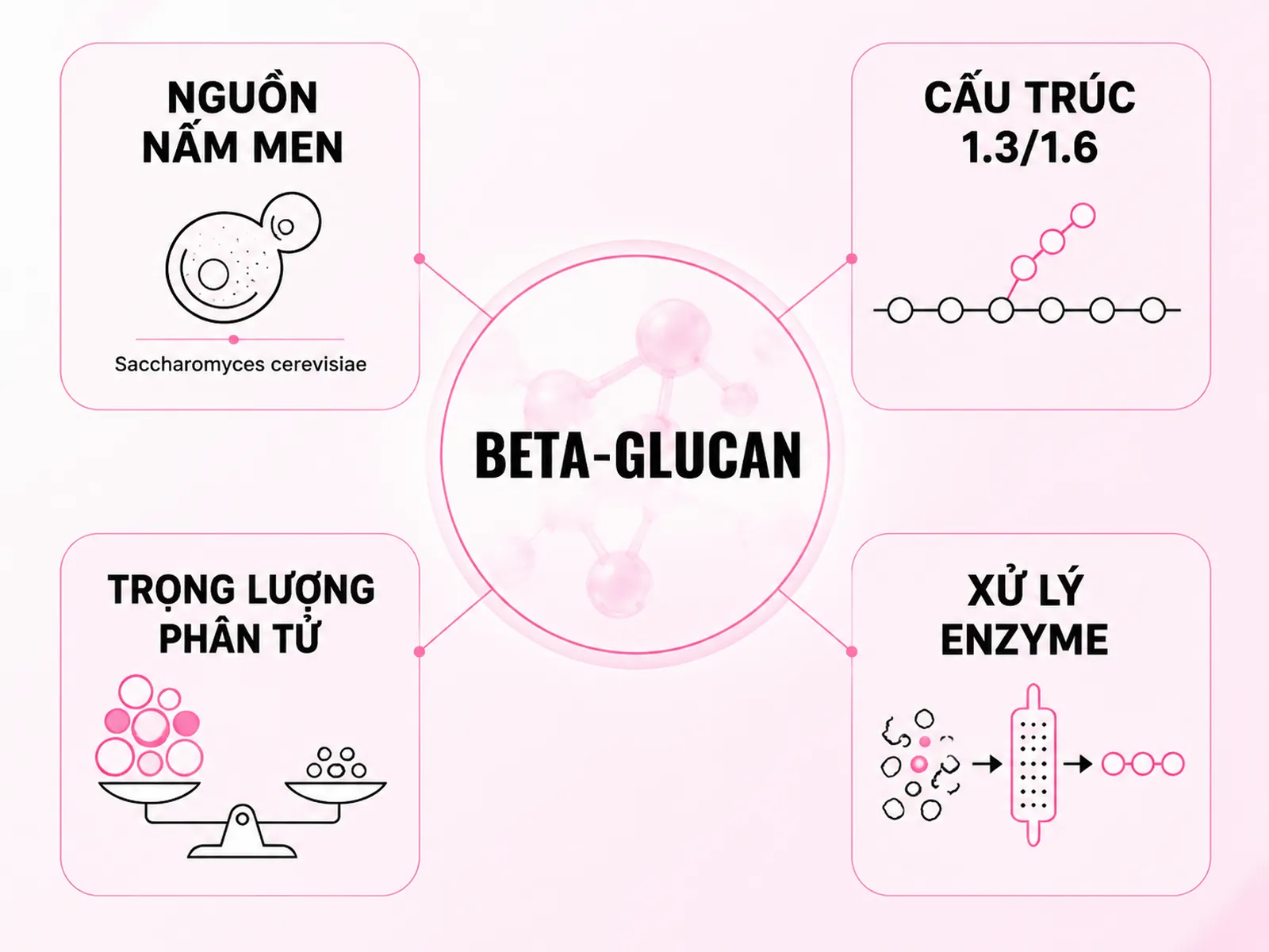 Beta-Glucan đến từ đâu? Cấu trúc 1.3/1.6 và nguồn gốc nấm men