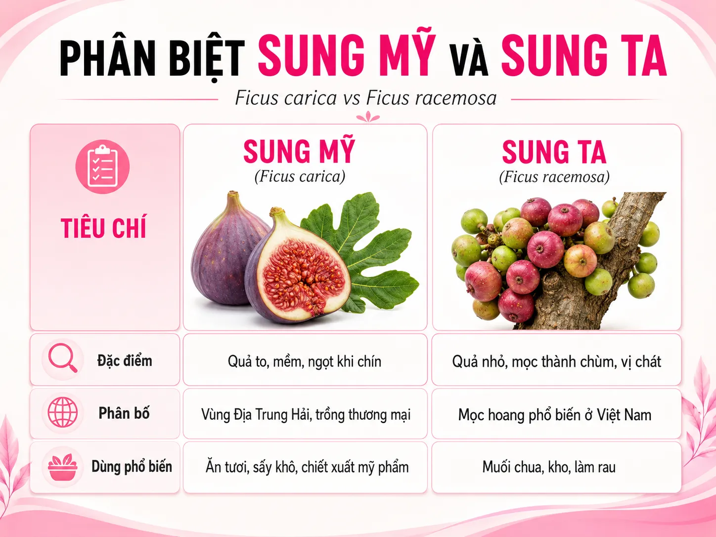 Chùm sung là gì? Phân biệt sung Mỹ (Ficus Carica) và sung ta (Ficus Racemosa)