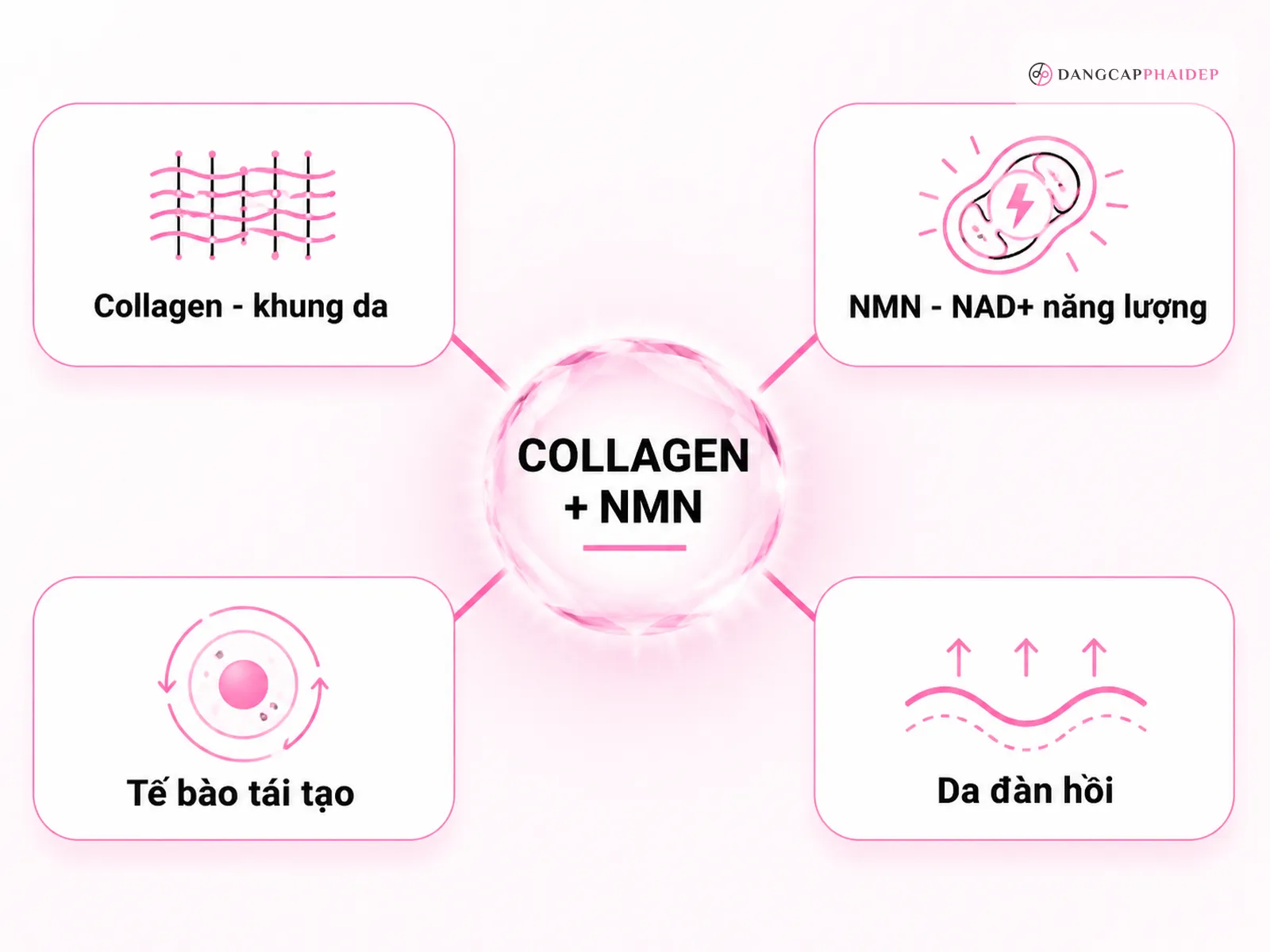 Collagen NMN là gì và vì sao hai hoạt chất này thường đi cùng nhau?
