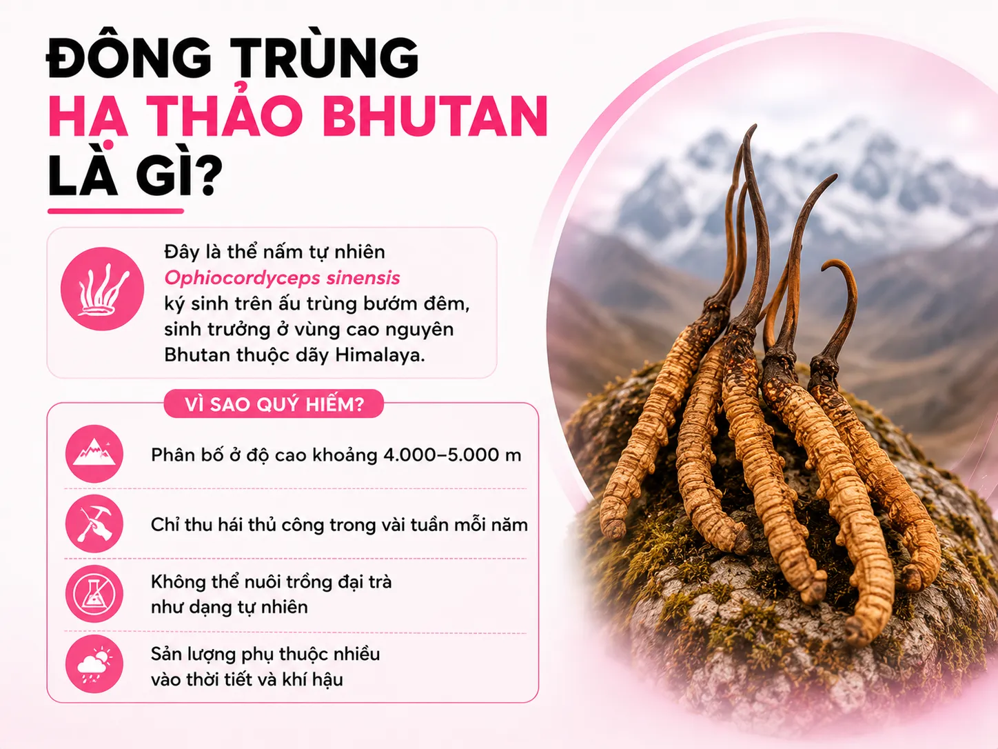 Đông trùng hạ thảo Bhutan là gì và vì sao được xem là quý hiếm