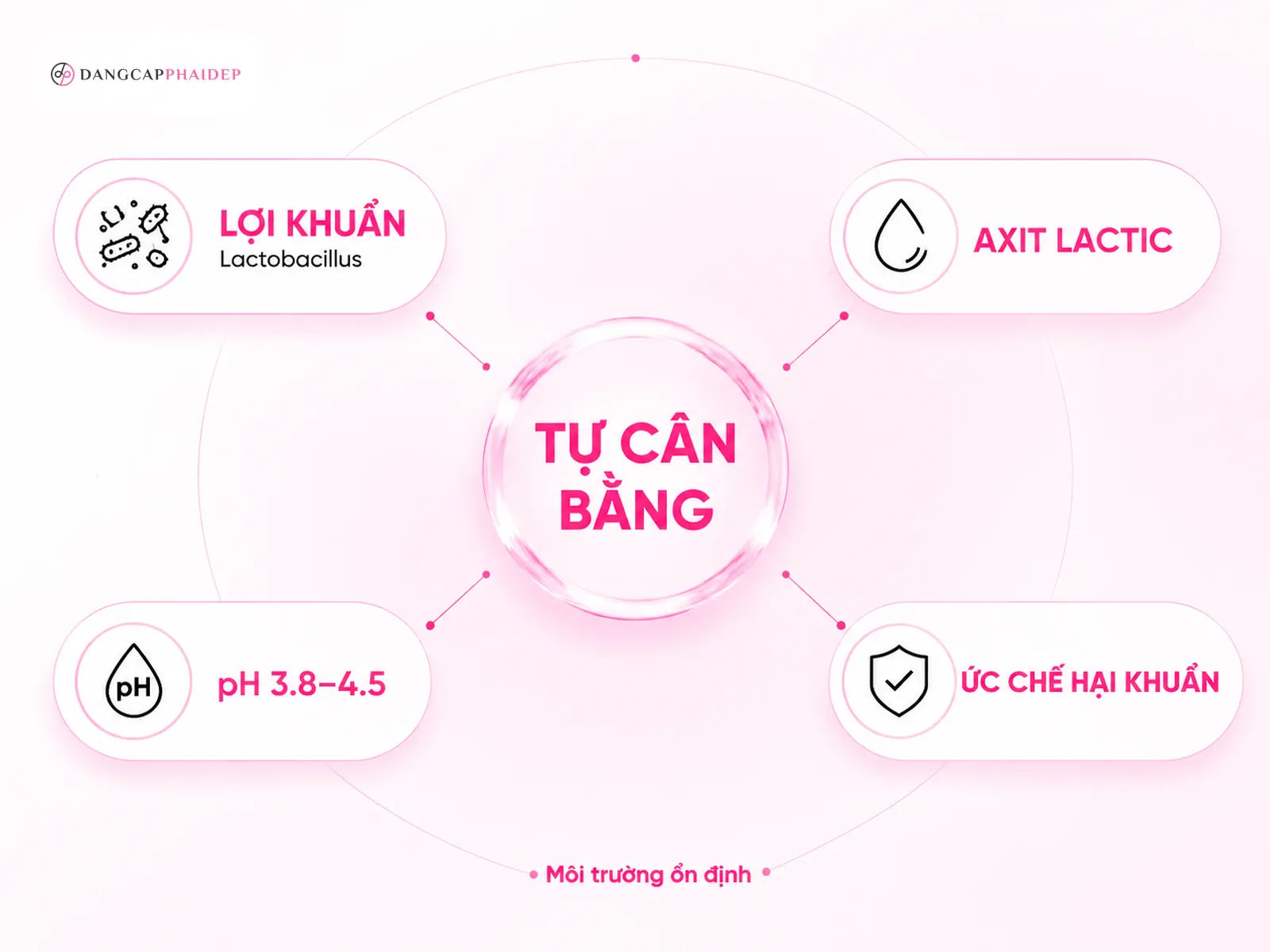 Infographic cơ chế pH âm đạo và lợi khuẩn Lactobacillus bảo vệ tự nhiên