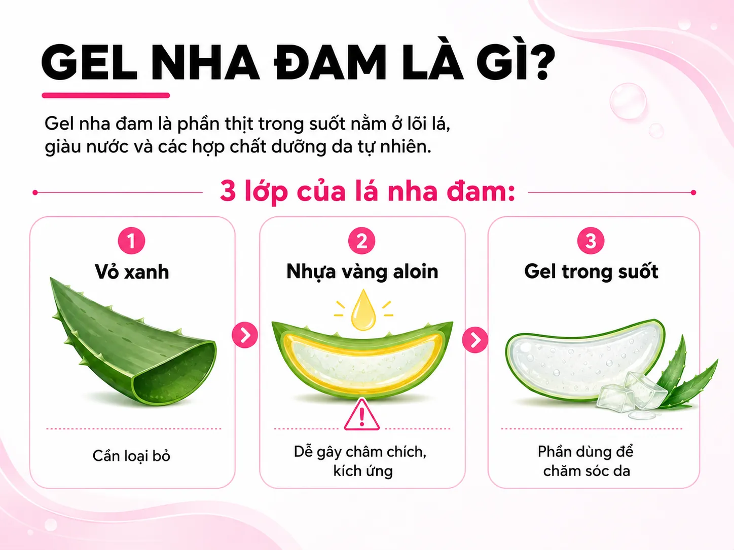 Gel nha đam là gì và phần nào trên lá thực sự dùng được?