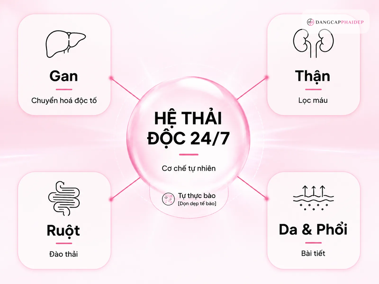 Thải độc cơ thể là gì? Cơ thể bạn đã có một hệ thống thải độc 24/7