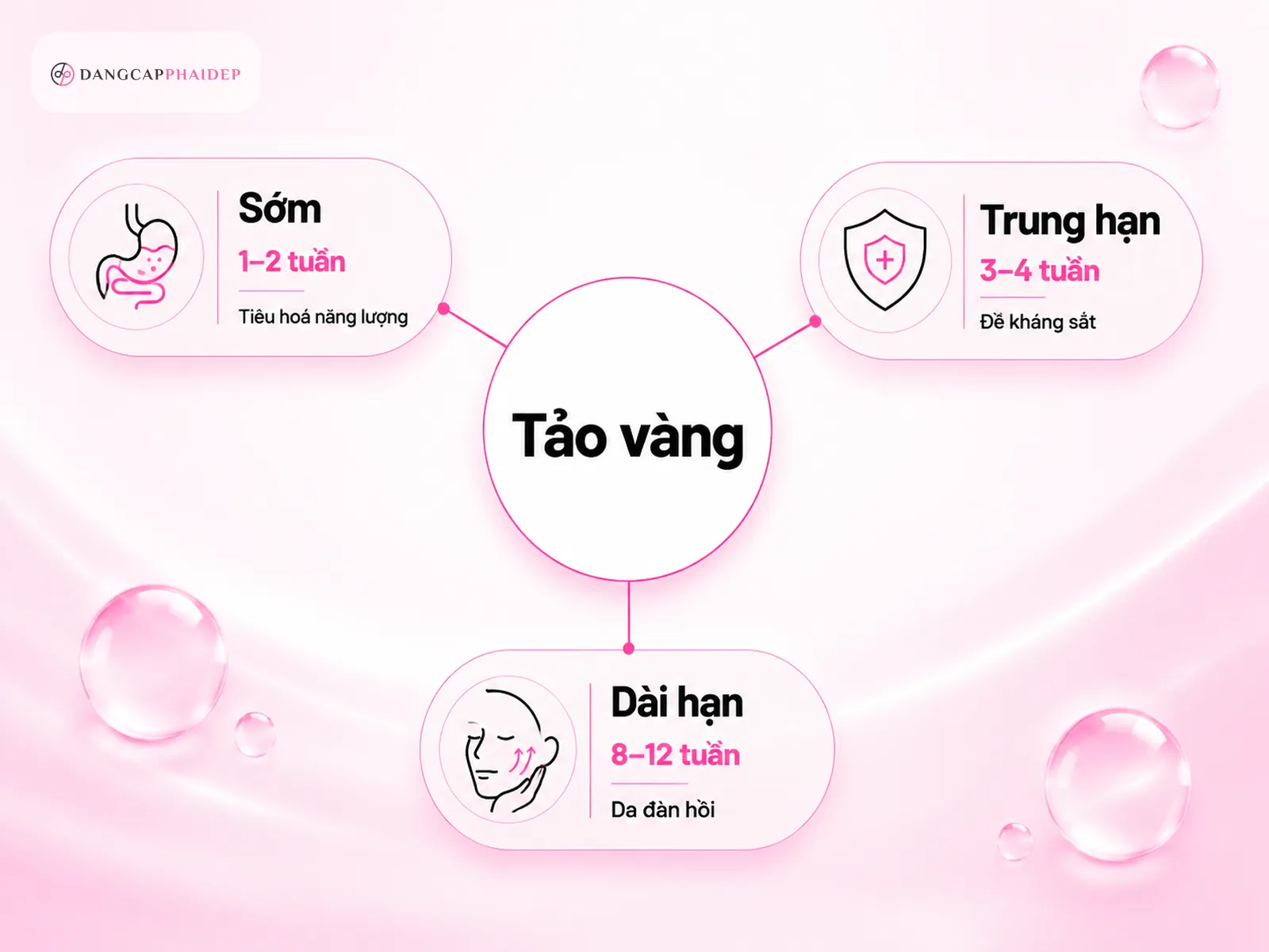 Infographic lộ trình tác dụng tảo vàng theo thời gian 3 giai đoạn