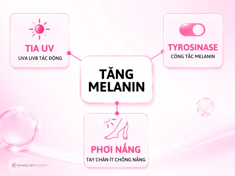 01-vi-sao-da-tay-chan-sam-den-co-che-melanin-va-tia-uv