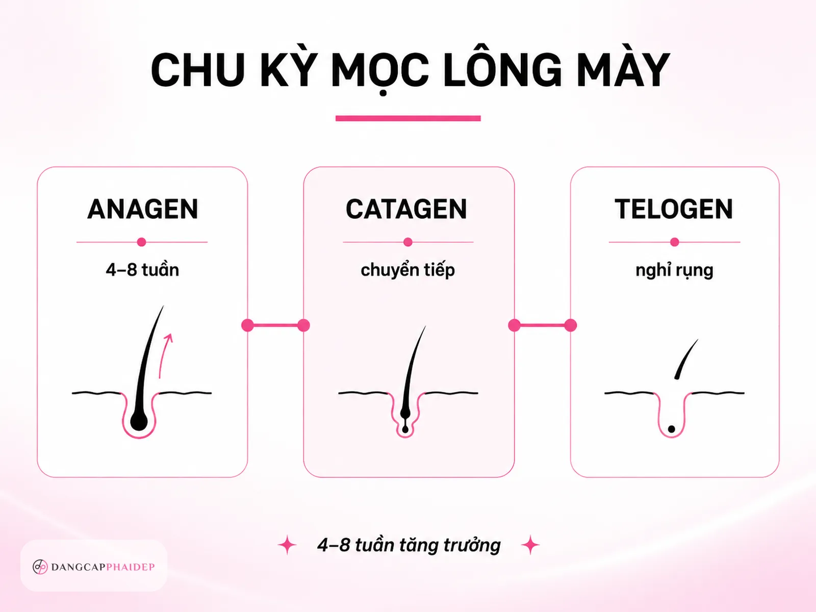 Infographic chu kỳ mọc lông mày anagen catagen telogen giải thích thời gian mọc lông mày