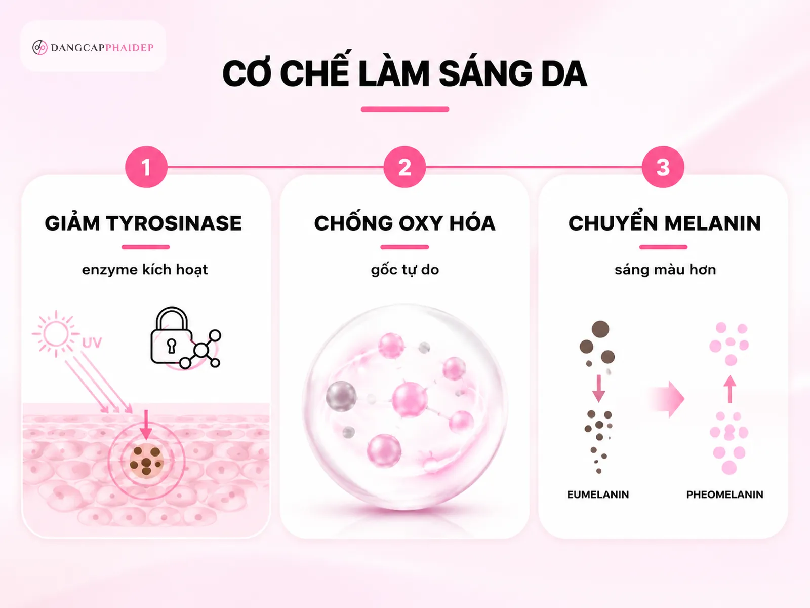 Infographic cơ chế làm sáng da từ bên trong qua tyrosinase và melanin