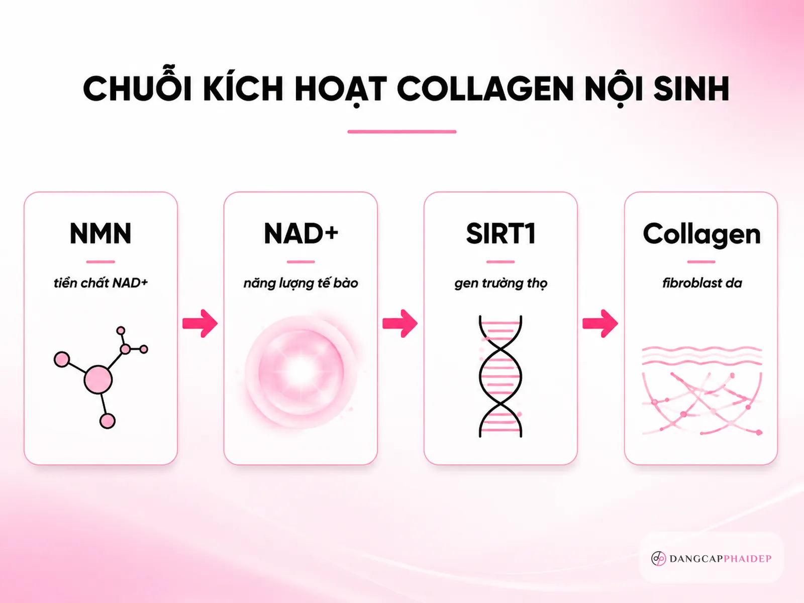 Cơ chế: NMN nâng NAD+ và kích hoạt SIRT1 hỗ trợ collagen nội sinh ra sao?