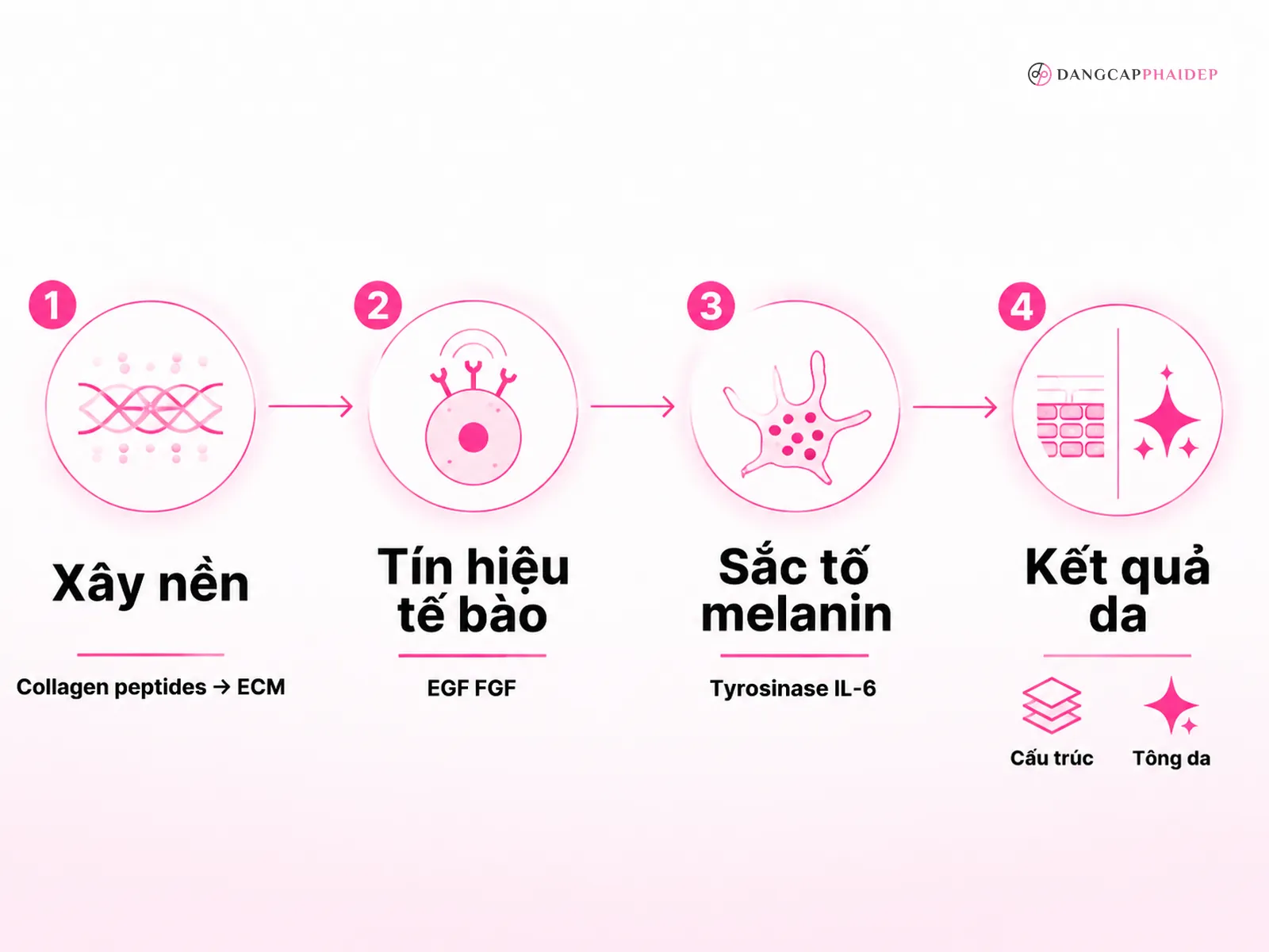 Cơ chế tác động: collagen xây nền, nhau thai ngựa điều phối