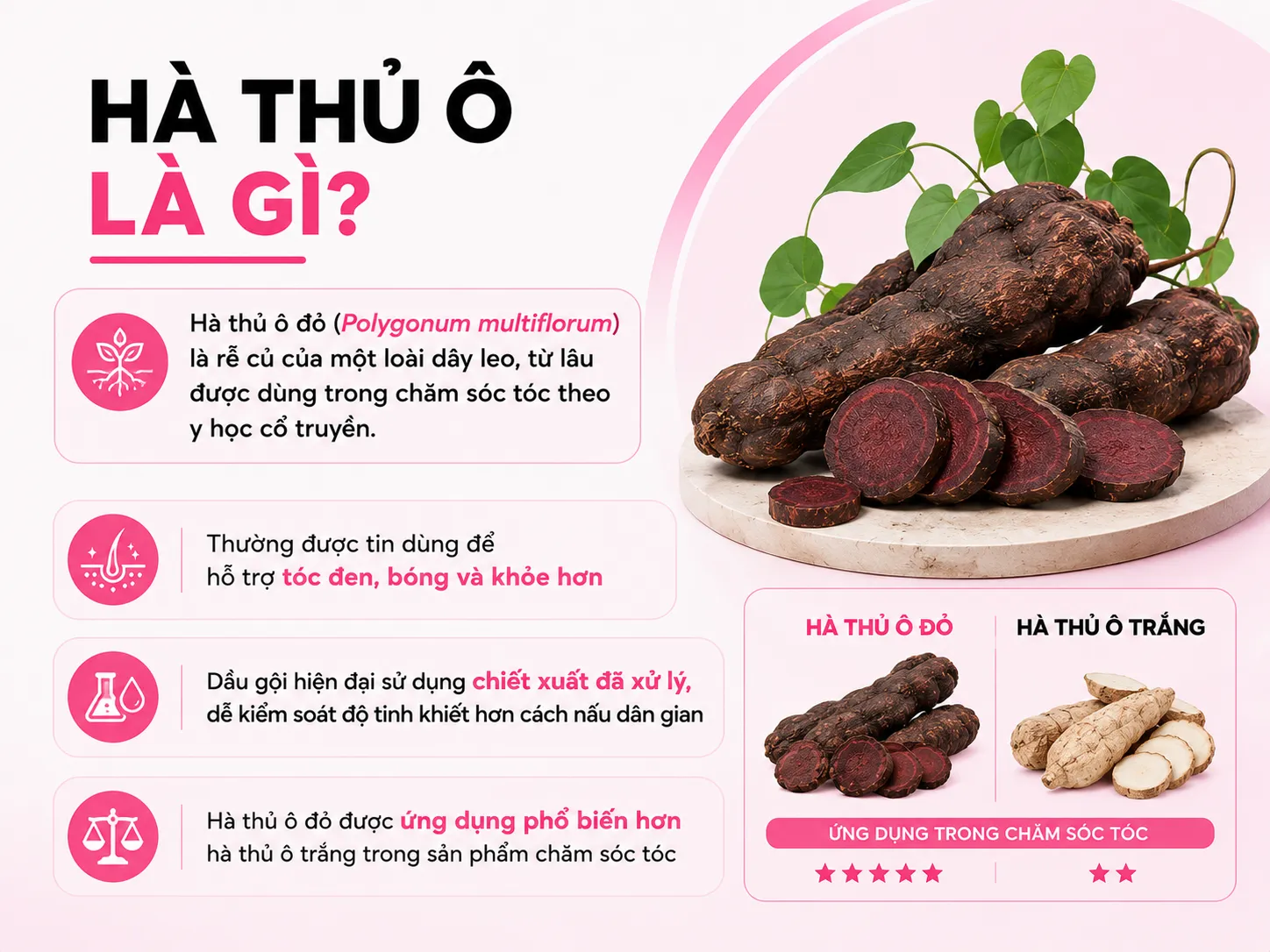 Infographic so sánh các dạng hà thủ ô và cách sử dụng trong dân gian và công nghiệp
