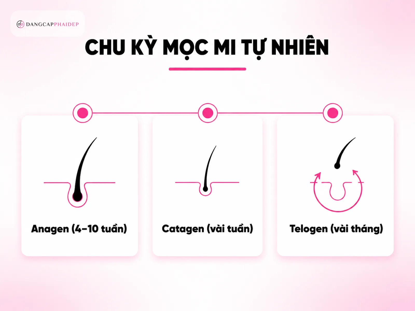 Hiểu đúng về sợi mi và chu kỳ mọc mi (Anagen 4–10 tuần)