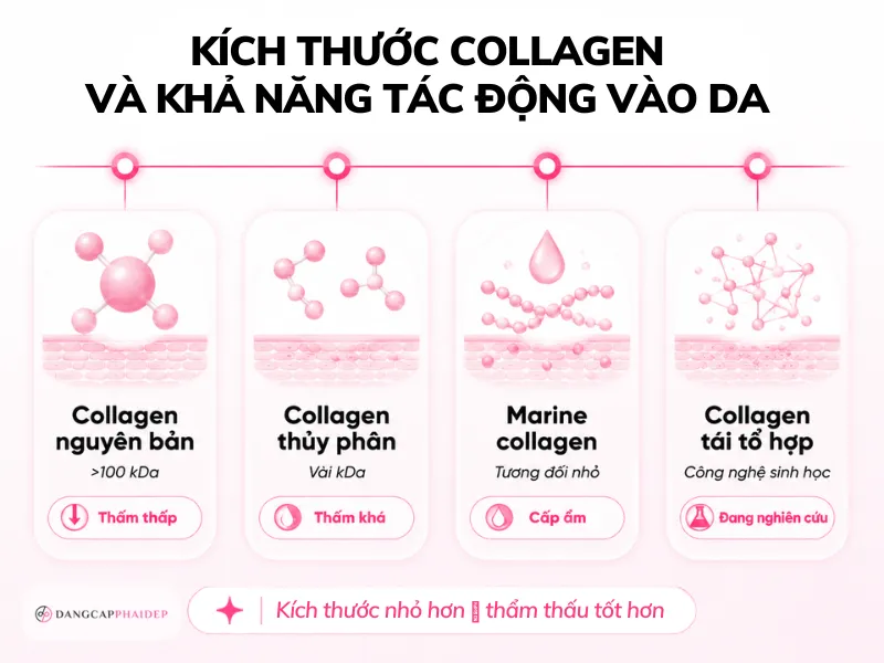02-phan-biet-cac-loai-collagen-boi-mat-pho-bien