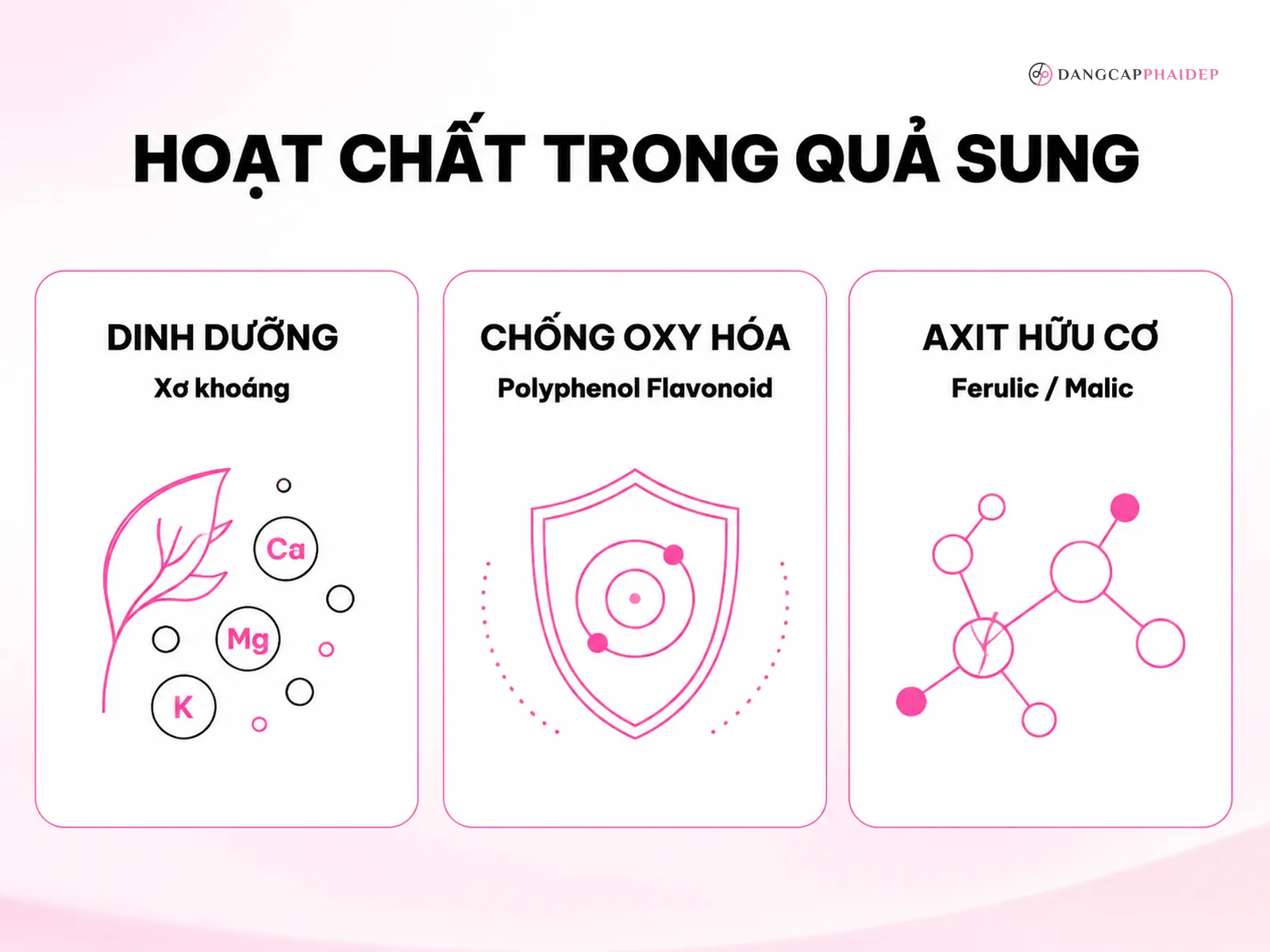 Thành phần dinh dưỡng và hoạt chất nổi bật trong quả sung