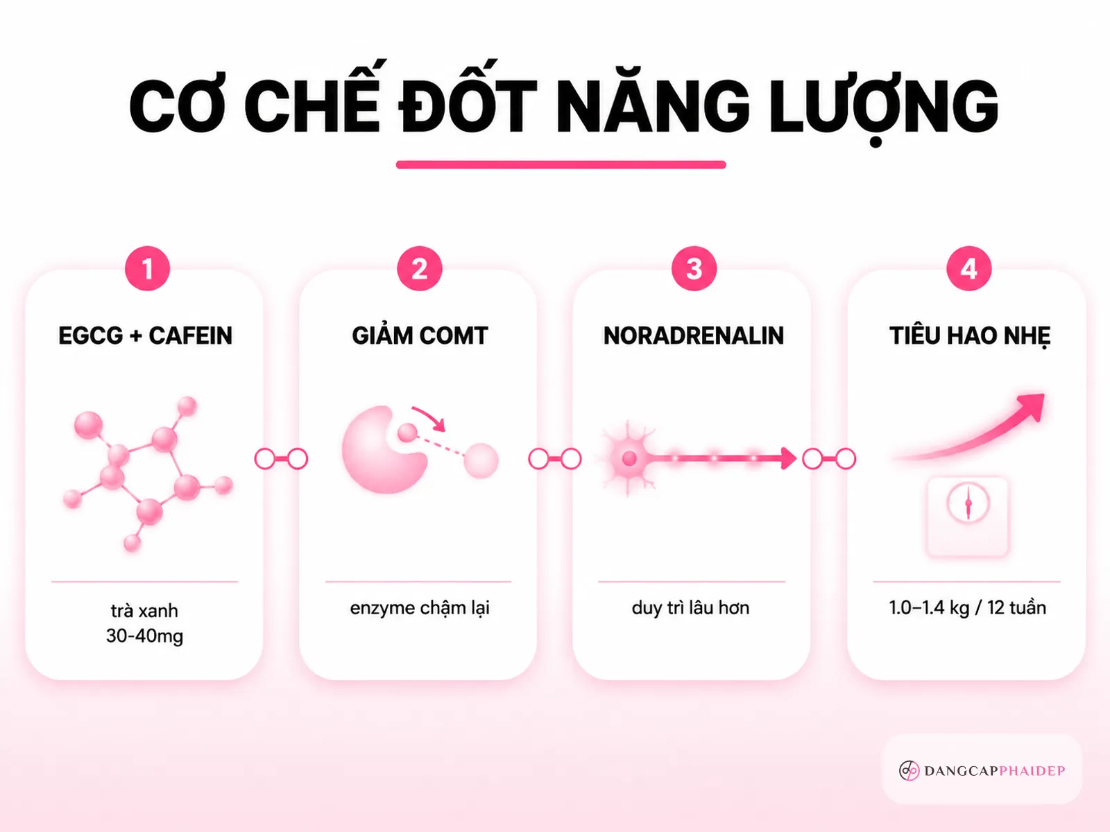 Infographic cơ chế trà xanh EGCG caffeine COMT norepinephrine và mức tiêu hao năng lượng