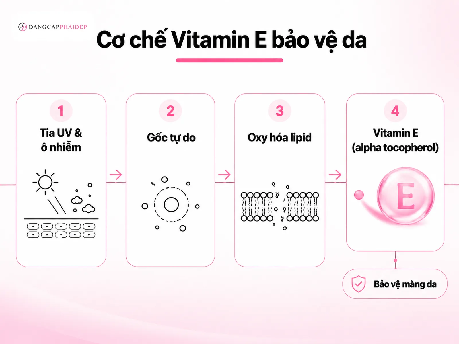Vitamin E hoạt động như thế nào trên da? Cơ chế chống oxy hóa của alpha-tocopherol