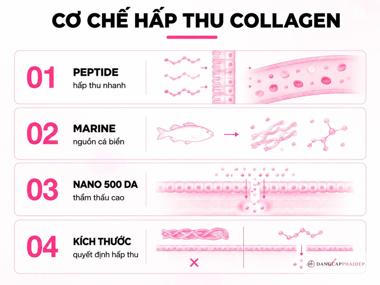 Infographic cơ chế hấp thu collagen peptide marine nano 500 Da