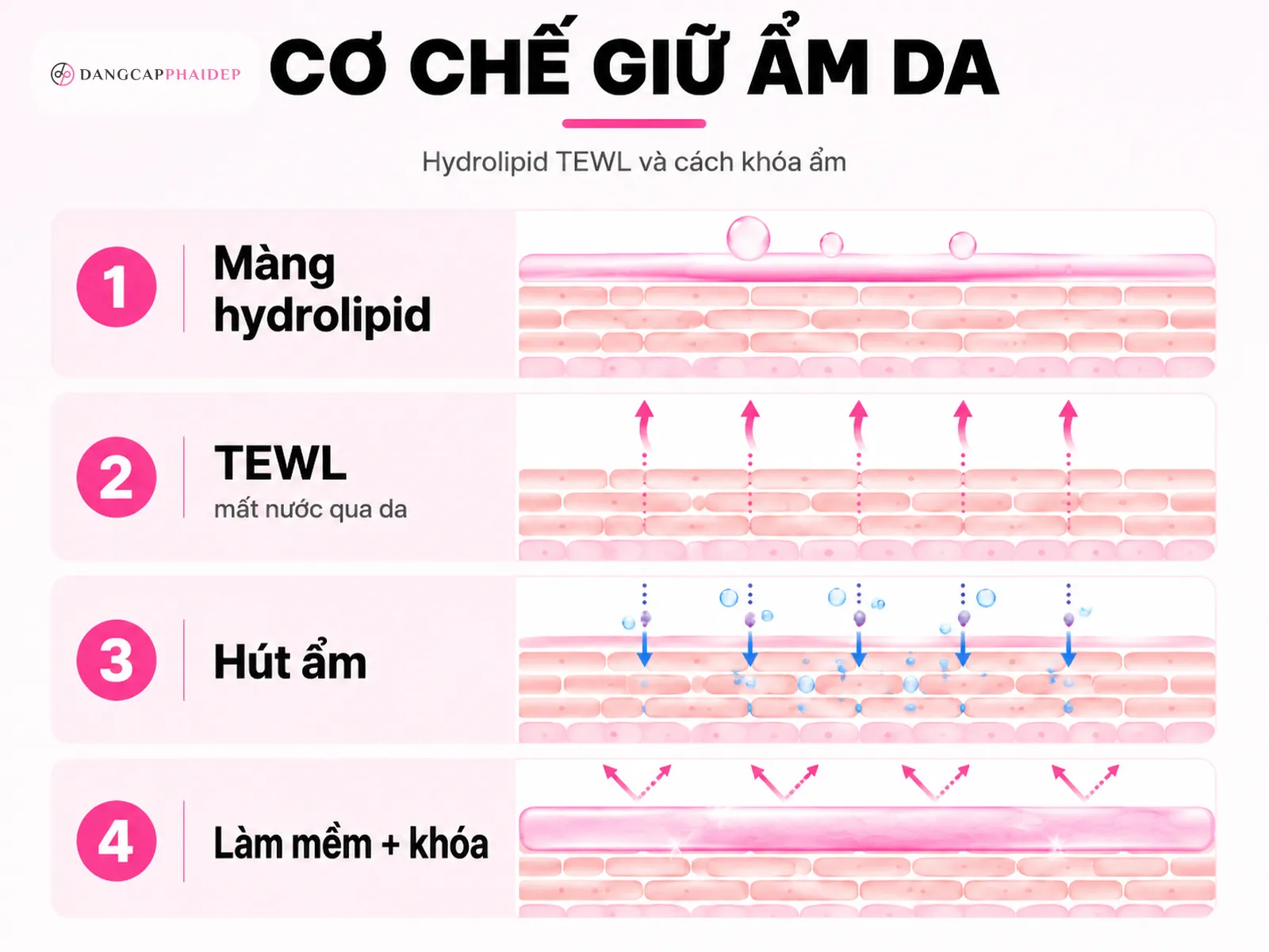 Cơ chế phục hồi: màng hydrolipid, TEWL và cách kem khóa ẩm hoạt động