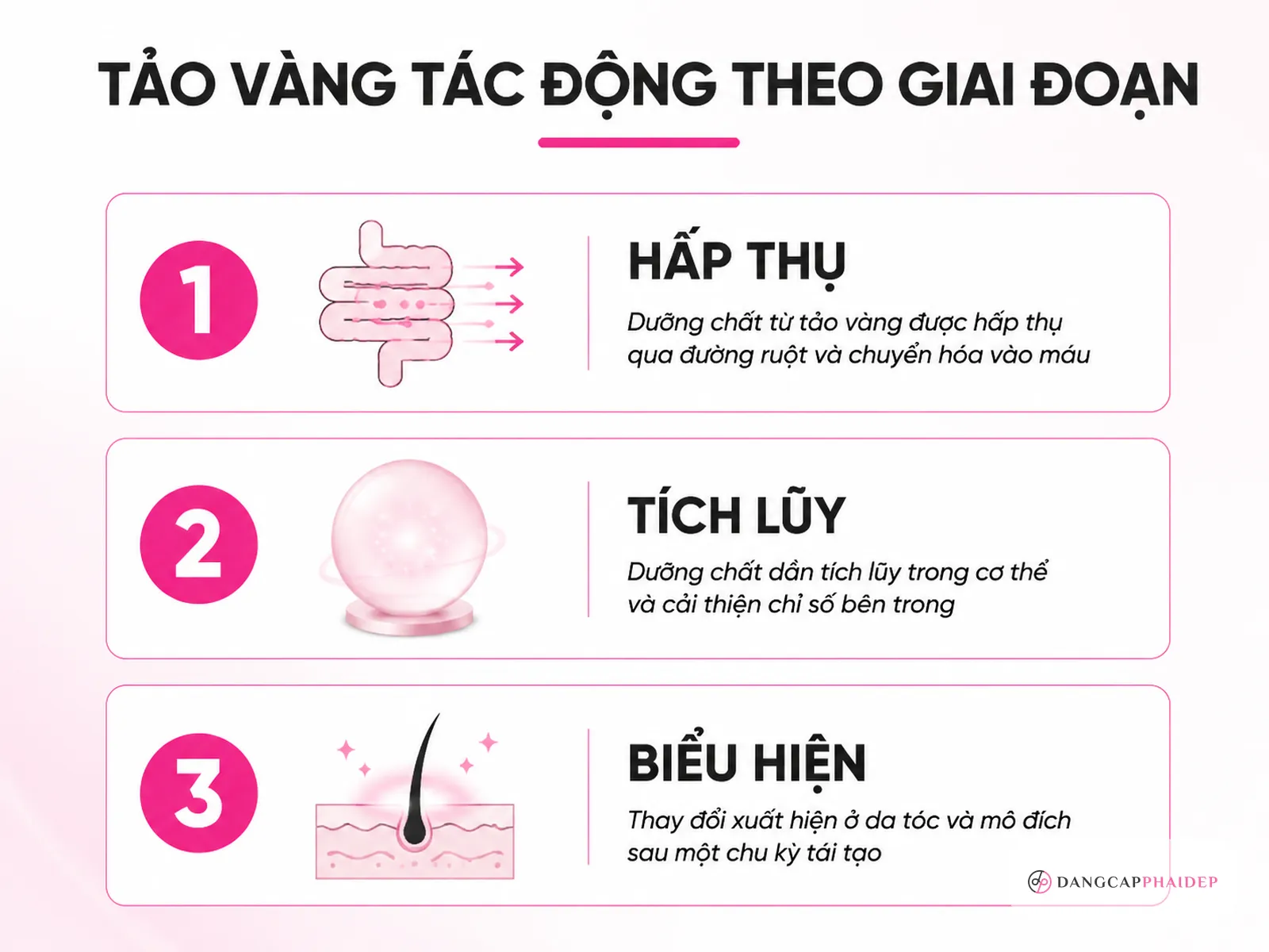 Infographic 3 giai đoạn tác dụng tảo vàng: hấp thụ, tích lũy, biểu hiện da tóc