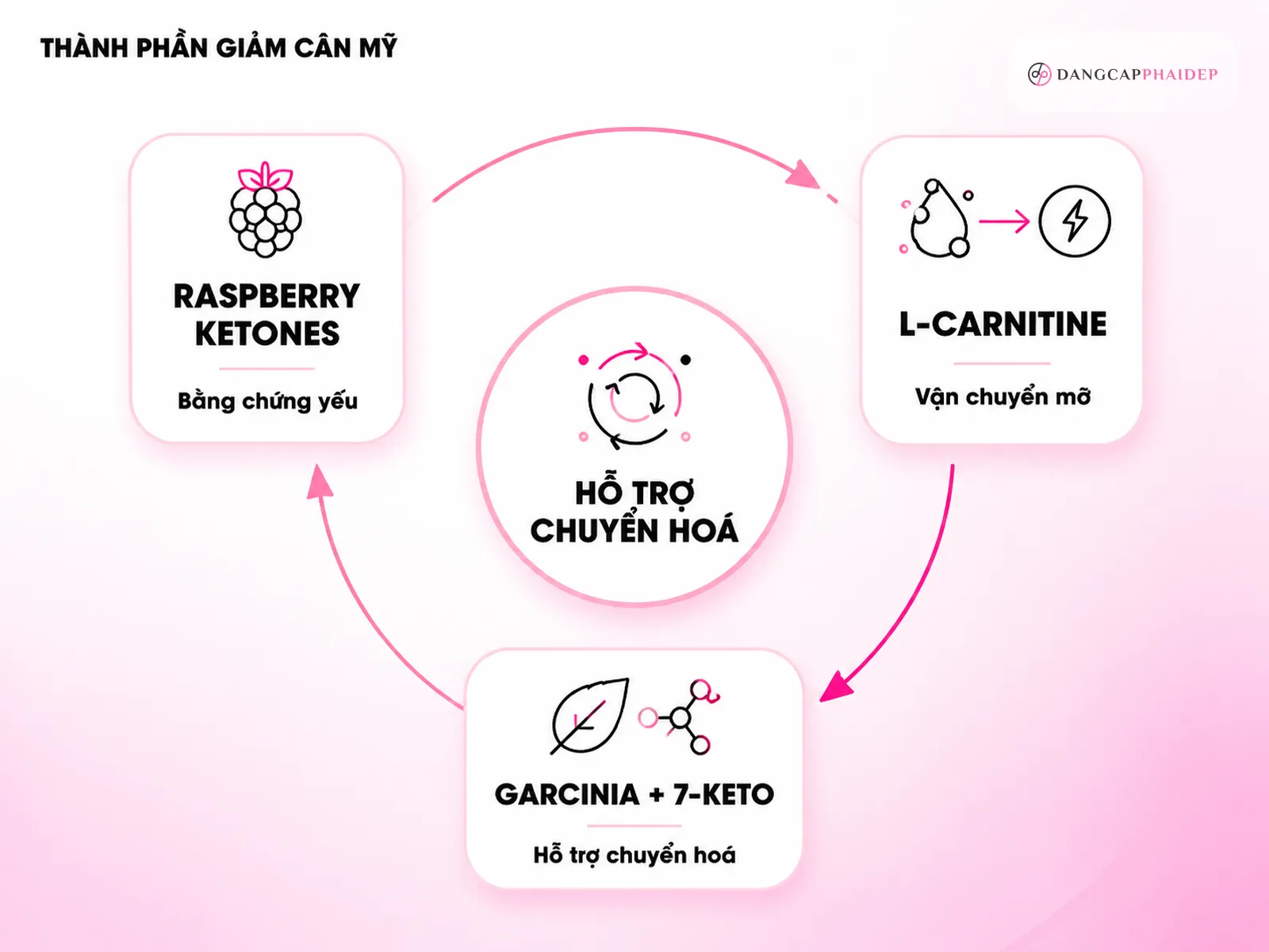 Infographic thành phần viên uống giảm cân Mỹ L-Carnitine và chiết xuất thảo dược cơ chế hỗ trợ chuyển hoá