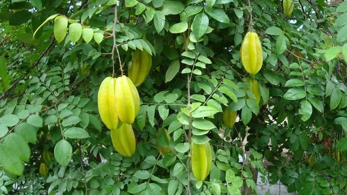 Vì sao dân gian dùng lá khế để giải nhiệt và chữa mẩn ngứa?
