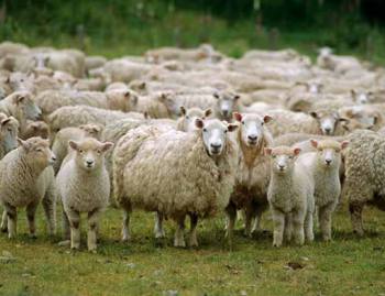 Nhau thai cừu - Nguồn nguyên liệu quý giá cho làn da và sức khỏe con người