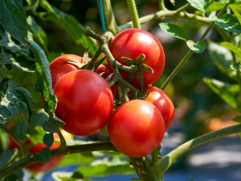 Cà chua chứa hàm lượng vitamin C cao giúp dưỡng trắng và chống lão hóa hiệu quả