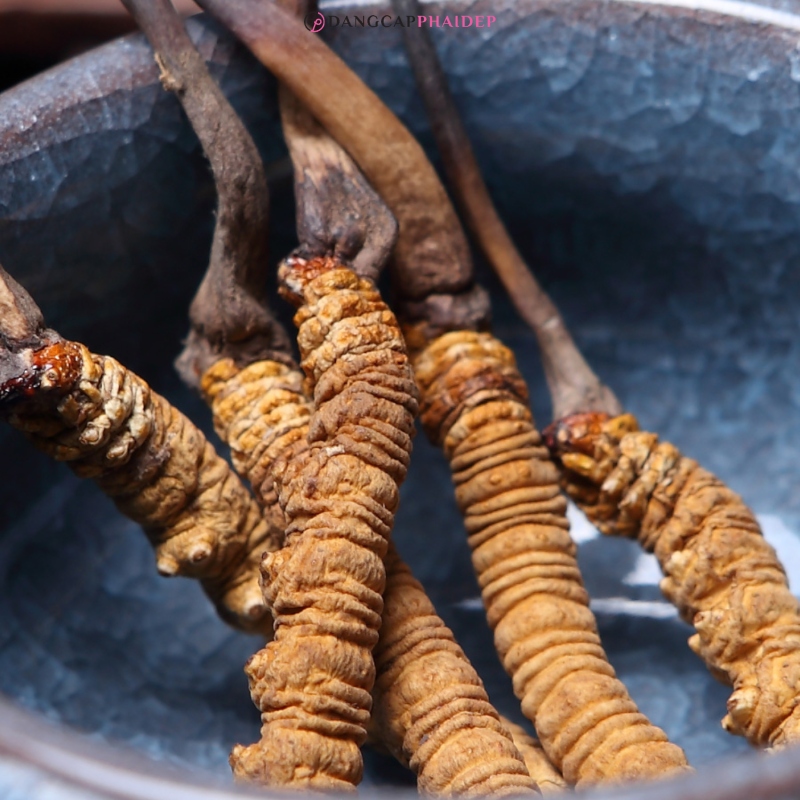 Đông trùng hạ thảo của Bhutan và Tây Tạng rất hiếm và đắt đỏ.