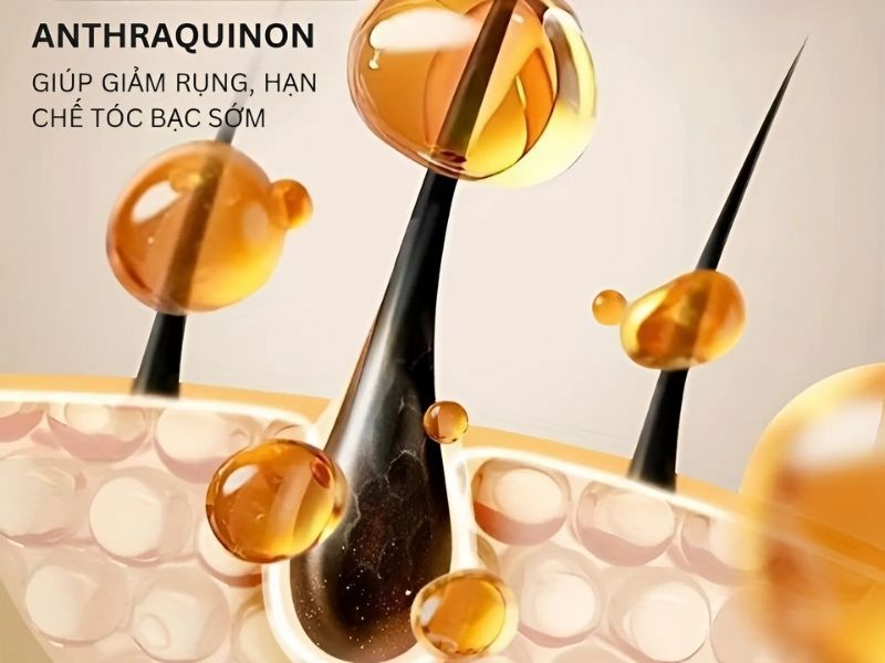 Tinh chất Hà thủ ô thấm sâu vào nan tóc giúp cải thiện tình trạng gãy rụng