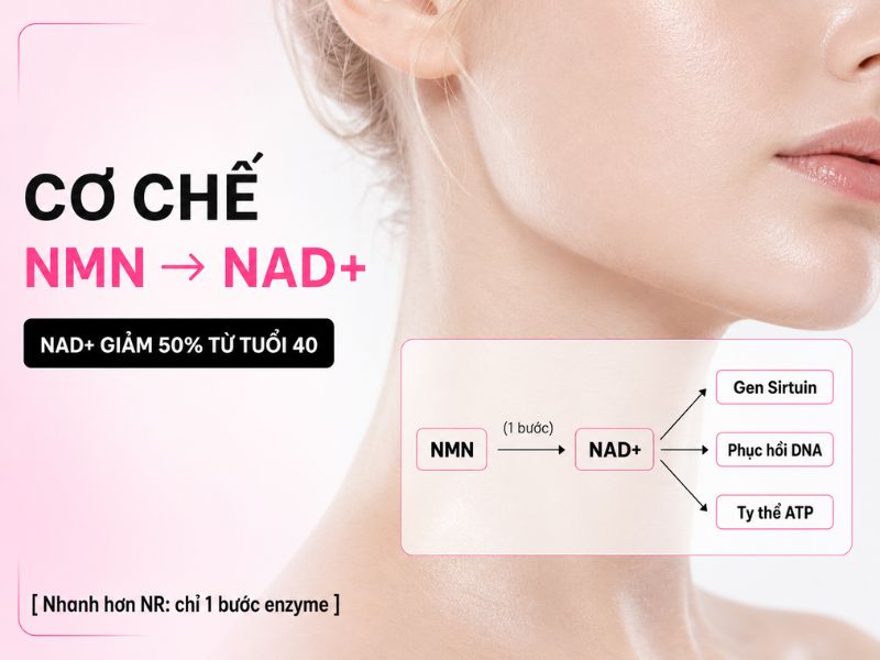 NMN và NAD+: mối liên hệ sinh học then chốt
