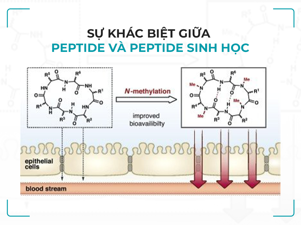 peptide sinh học