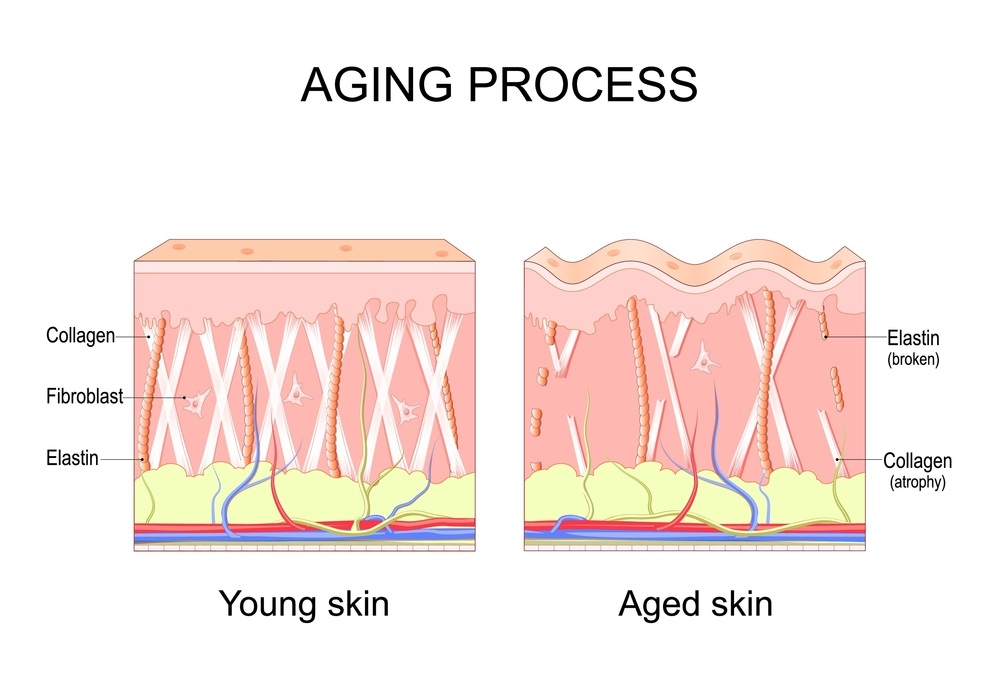 Hình ảnh minh họa về làn da căng trẻ và da lão hóa