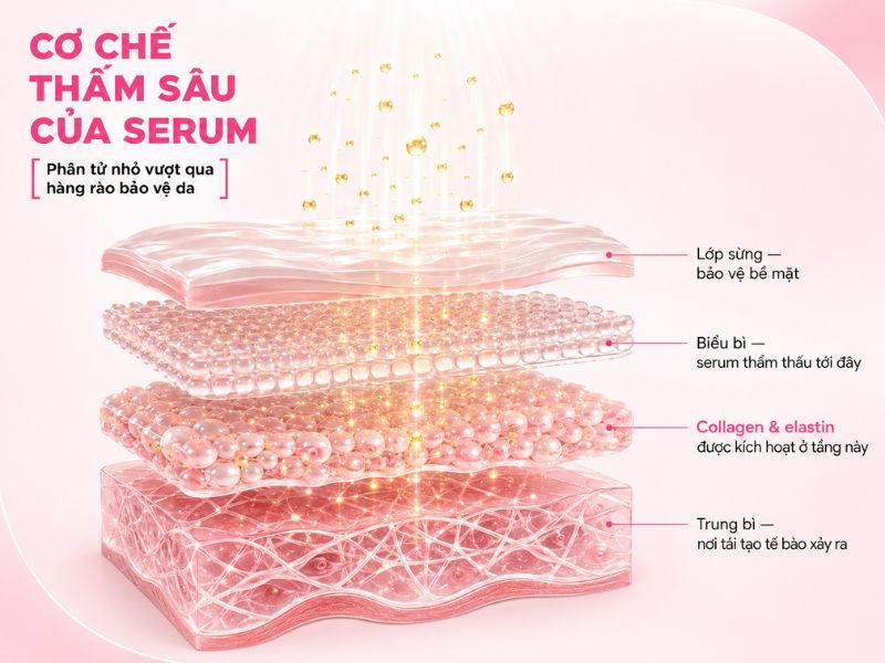 Serum huyết thanh hoạt động trên da như thế nào?